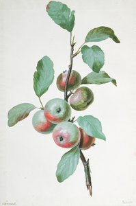Manzanas de Pierre Joseph Redouté